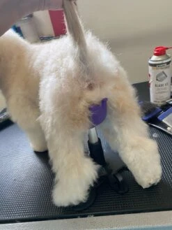 Aeolus Dog Grooming Stand / Saddle For Holding Dogs -ARTERO Sales Store T FT8108SD S 5