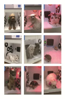 KissGrooming Pet Drying Cabinet 907TN With 3 Motors -ARTERO Sales Store T TD907TN 6